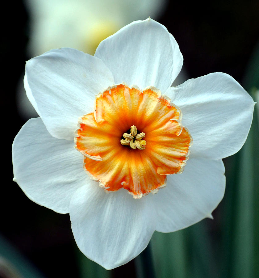 Daffodil Beauty Photograph by Nautical Image Photography - Pixels