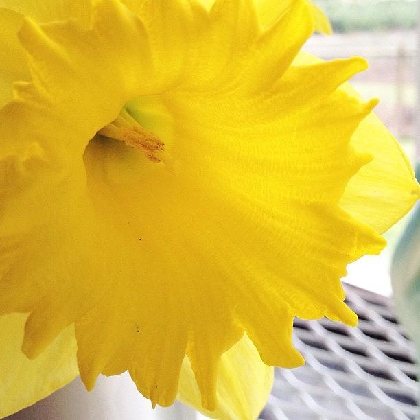 Flower Photograph - Daffodil by Blenda Studio