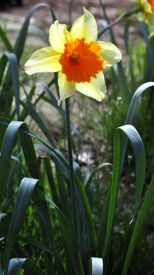 Daffodil Bloom 2 Photograph by George Taylor