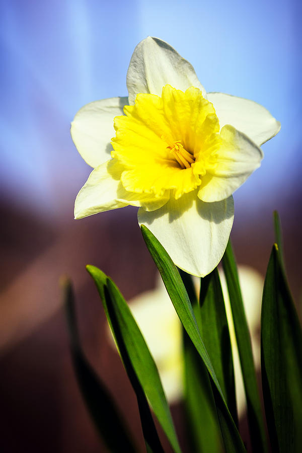 Daffodil Blossom Photograph by Sennie Pierson