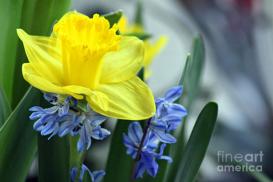 Daffodil Blues Photograph by Karen Adams