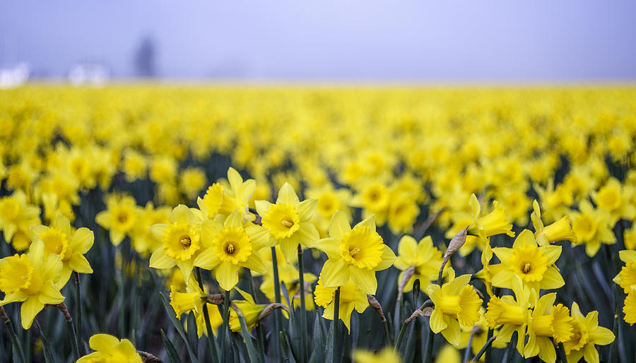 Daffodil Blur Photograph by Tony Locke