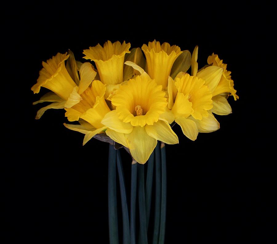 Daffodil Bouquet Photograph by Carol Welsh - Fine Art America