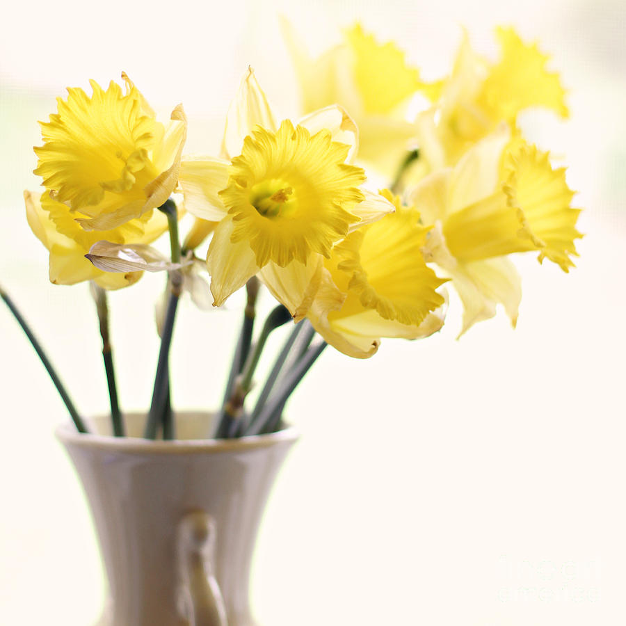 Daffodil bouquet Photograph by Sylvia Cook