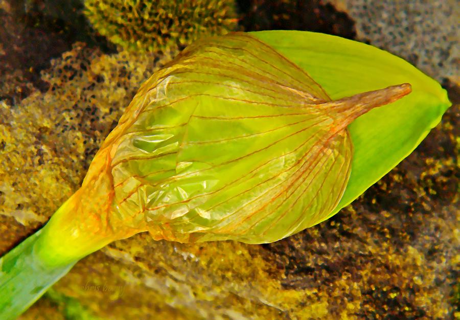 Spring Photograph - Daffodil Bud by Chris Berry