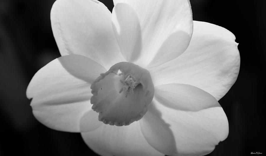 Flower Photograph - Daffodil BW by Maria Urso