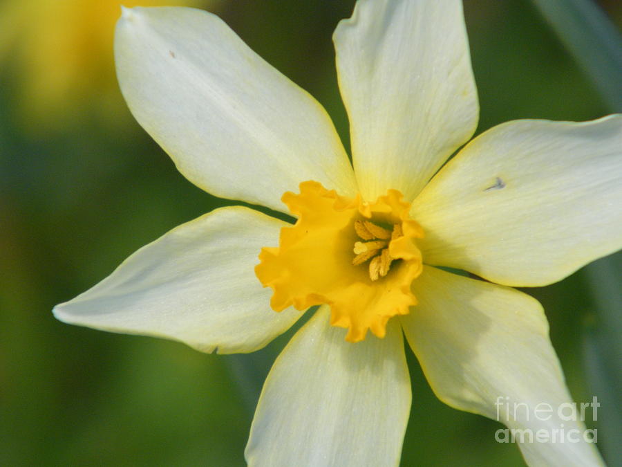 Flower Photograph - Daffodil  by Cheryl Hardt Art