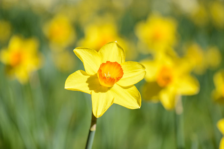 Daffodil close up Photograph by Brandon Bourdages