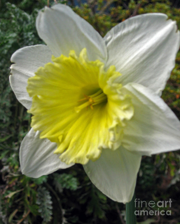 Daffodil close up photograph Photograph by Ellen Miffitt