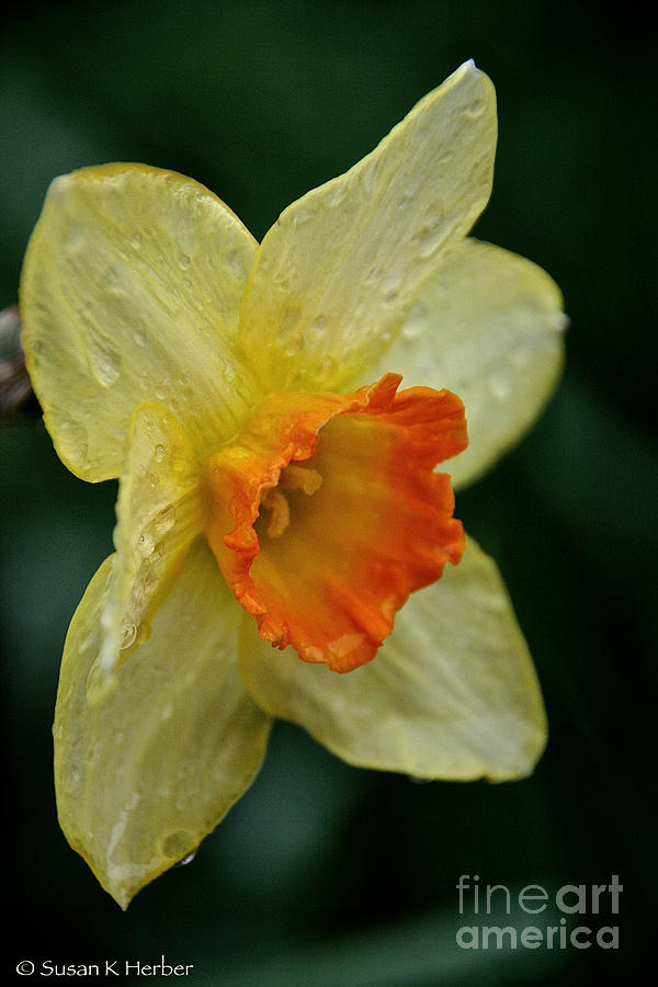 Daffodil Dampened Photograph by Susan Herber