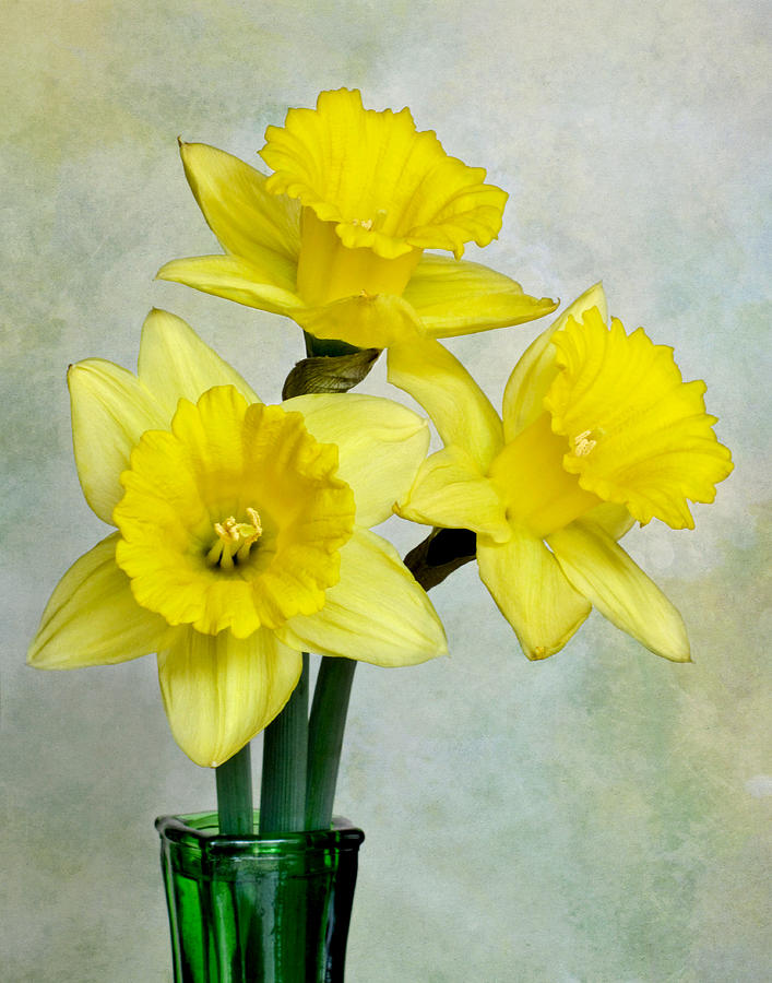 Daffodil Photograph by David and Carol Kelly