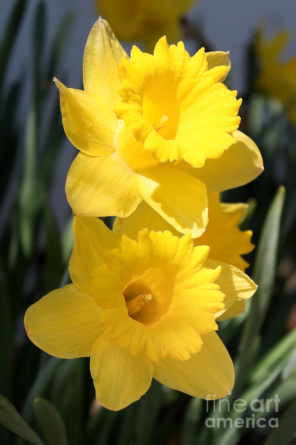 Daffodil Delight Photograph by Anita Oakley