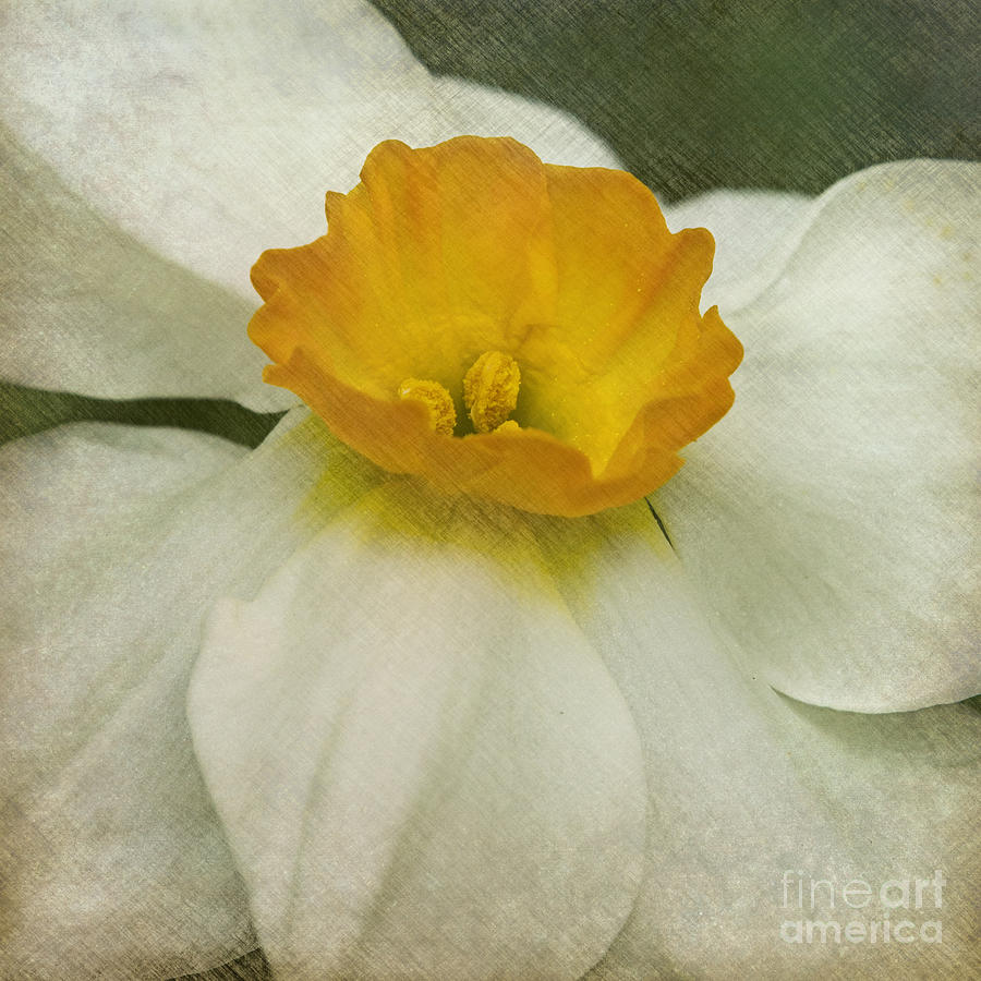 Daffodil Delight Photograph by Carrie Cranwill
