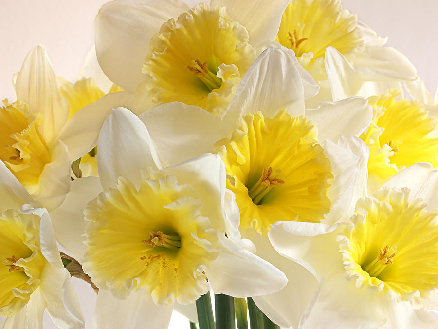 Daffodil Delight Photograph by Gill Billington | Fine Art America
