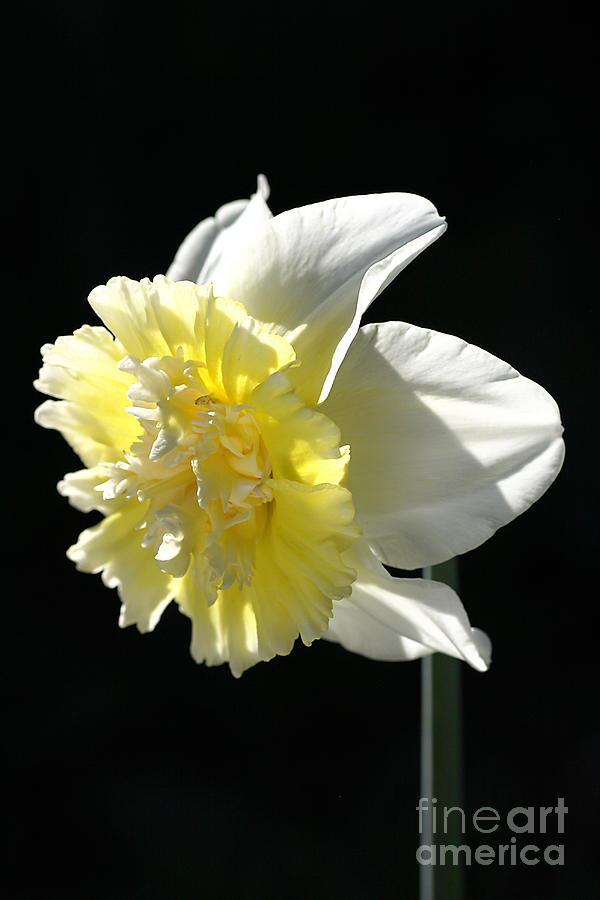 Daffodil Delight Photograph by Joy Watson