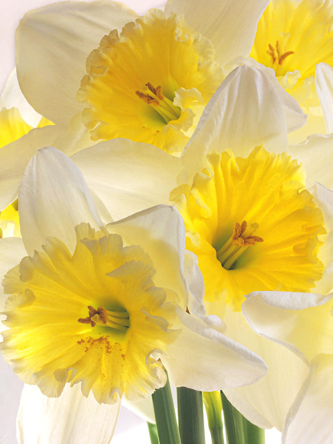 Daffodil Delight Vertical Photograph by Gill Billington