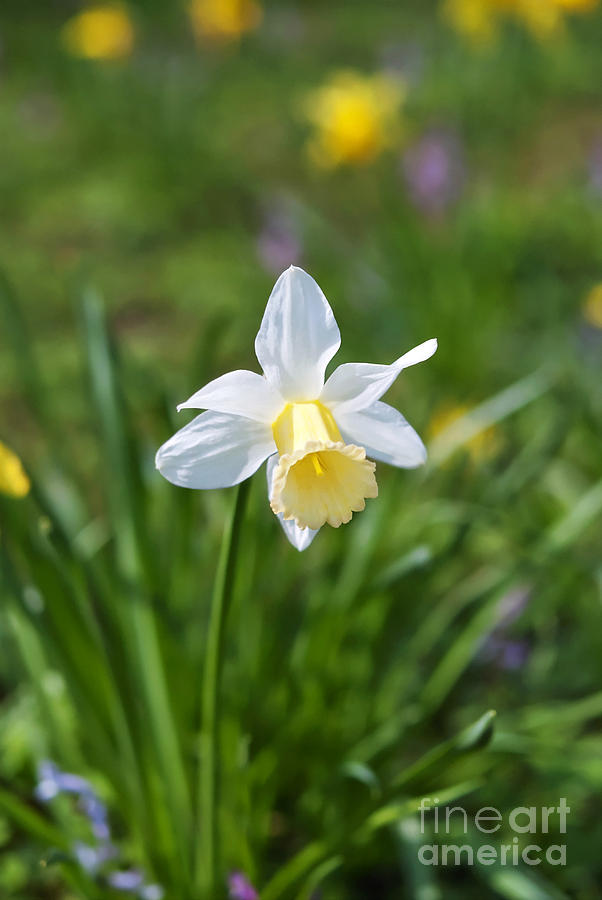 Easter Photograph - Daffodil by Design Windmill