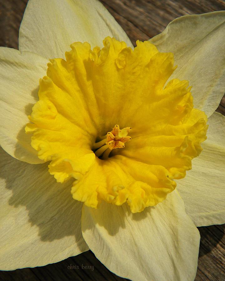 Spring Photograph - Daffodil Detail by Chris Berry