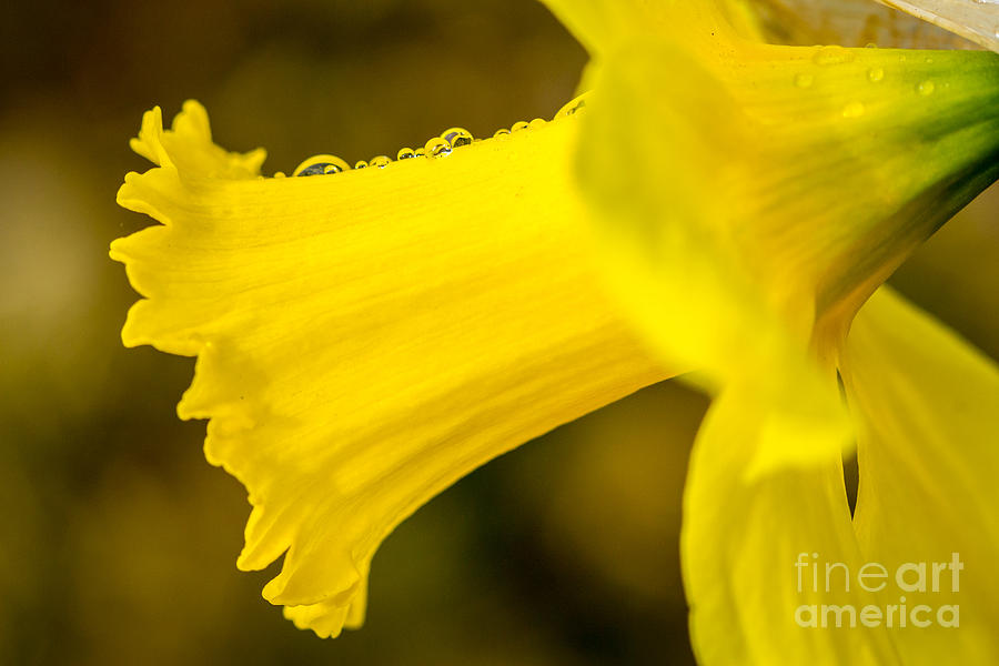 Daffodil Dewdrops Photograph by Susan Cole Kelly