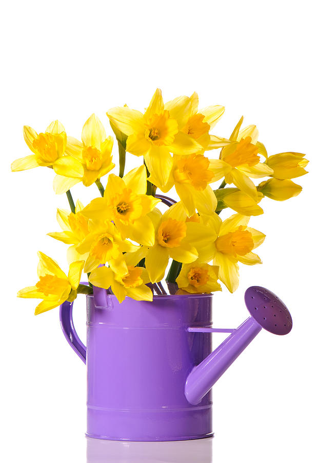 Easter Photograph - Daffodil Display by Amanda Elwell