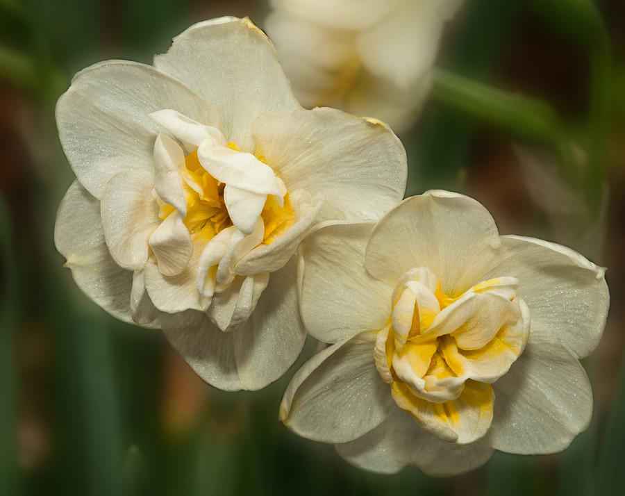 Daffodil Doubles Photograph by Lara Ellis