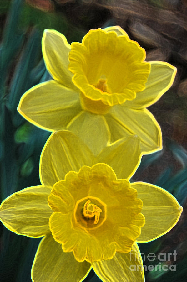 Vincent Van Gogh Photograph - Daffodil Duet by jrr by First Star Art