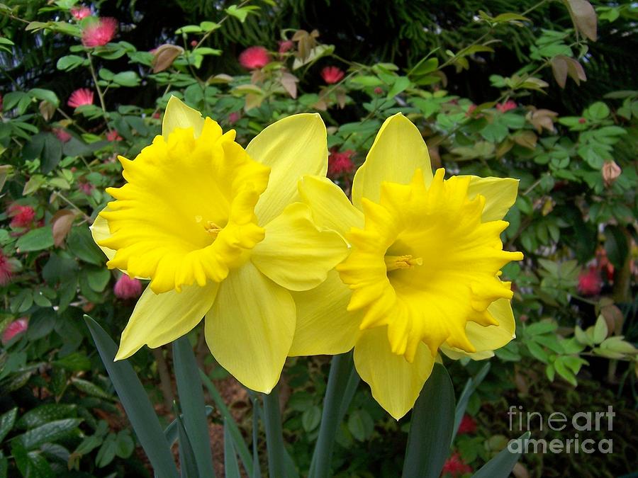 Daffodil Duo Photograph by Deb Schense