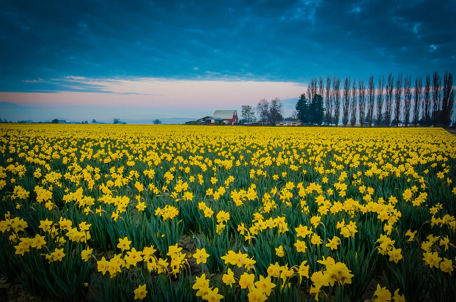 Daffodil Farm Photograph by Puget Exposure - Fine Art America