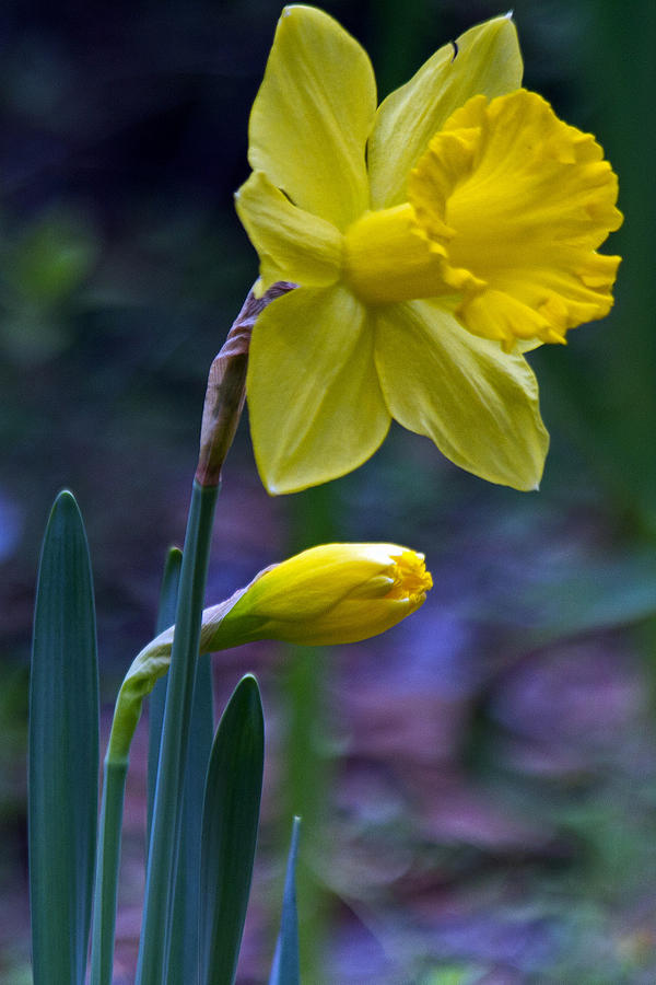 Daffodil Photograph by Farol Tomson