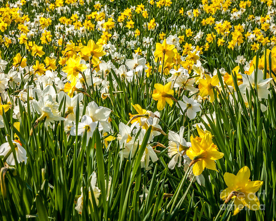 Daffodil Field 1 Photograph by Susan Cole Kelly