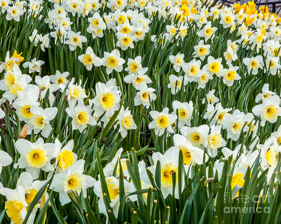 Daffodil Field 2 Photograph by Susan Cole Kelly