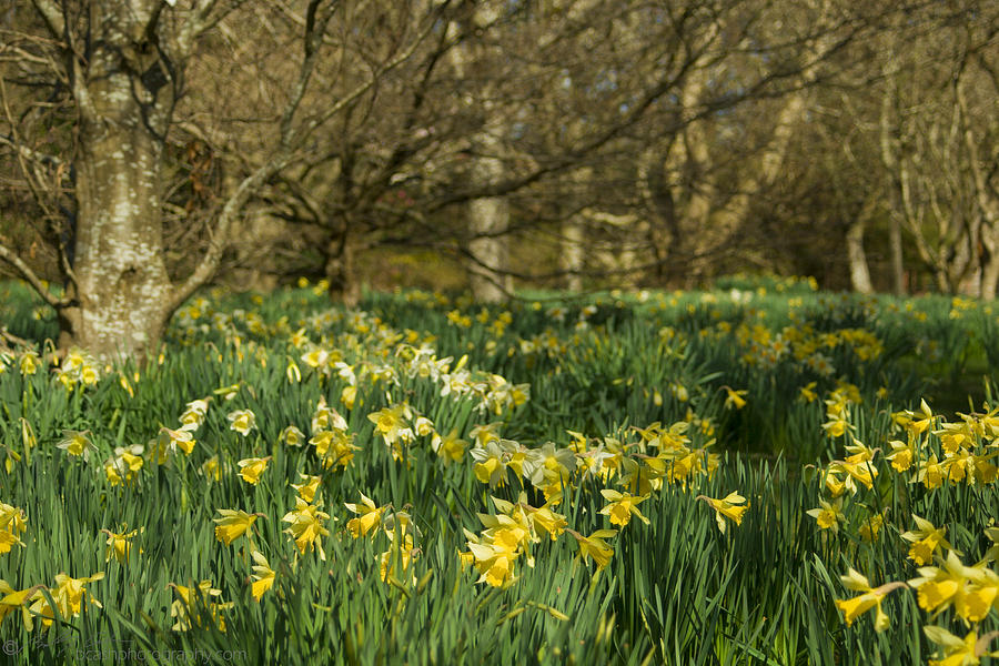 Daffodil Field Photograph by B Cash