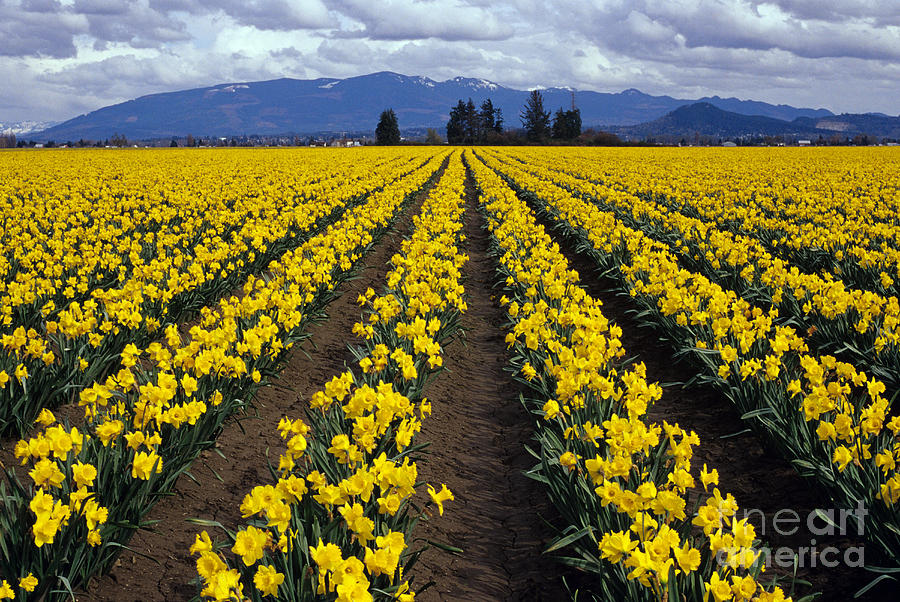 Daffodil Field Photograph by Jim Corwin
