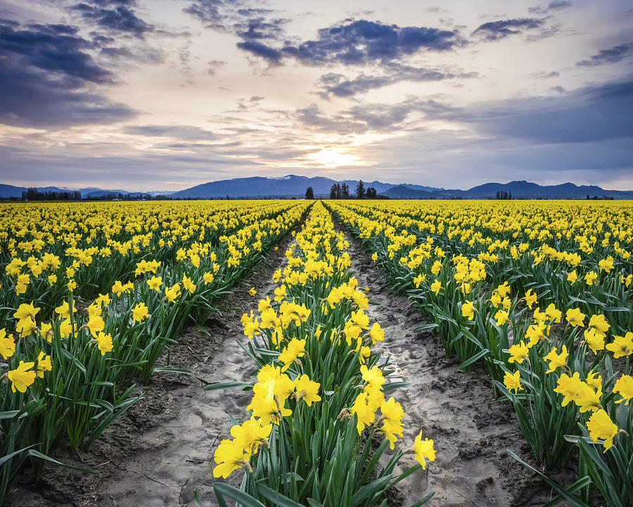 Daffodil Field Photograph by Kyle Wasielewski