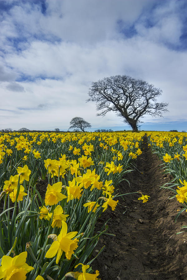 Daffodil Fields Photograph by Ian Mitchell