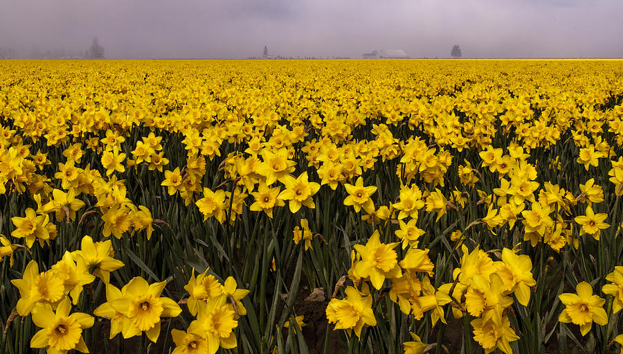 Daffodil Fields of Fog Photograph by Tony Locke