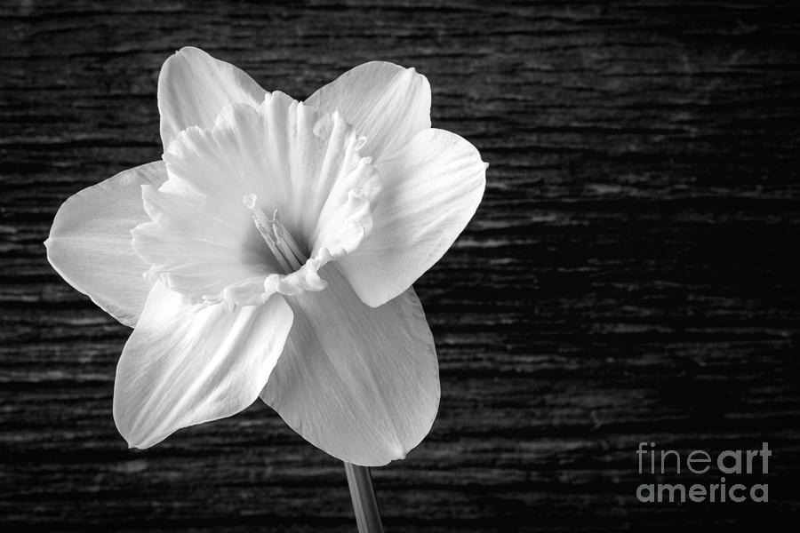 Daffodil Narcissus Flower Black and White Photograph by Edward Fielding