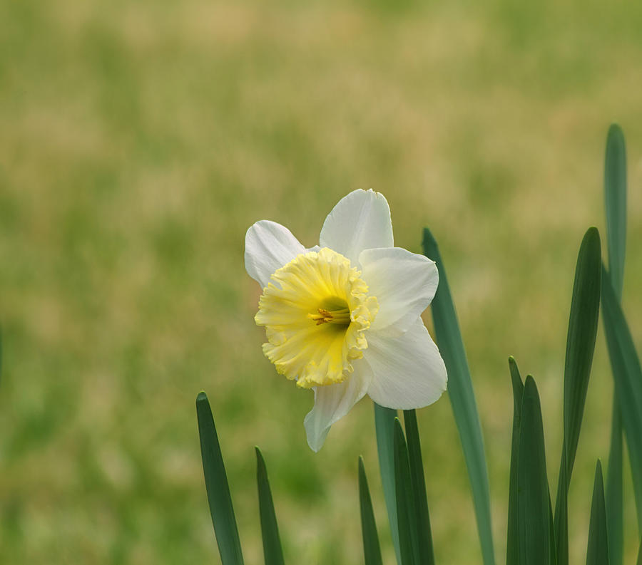 Flower Photograph - Daffodil Flower by Kim Hojnacki
