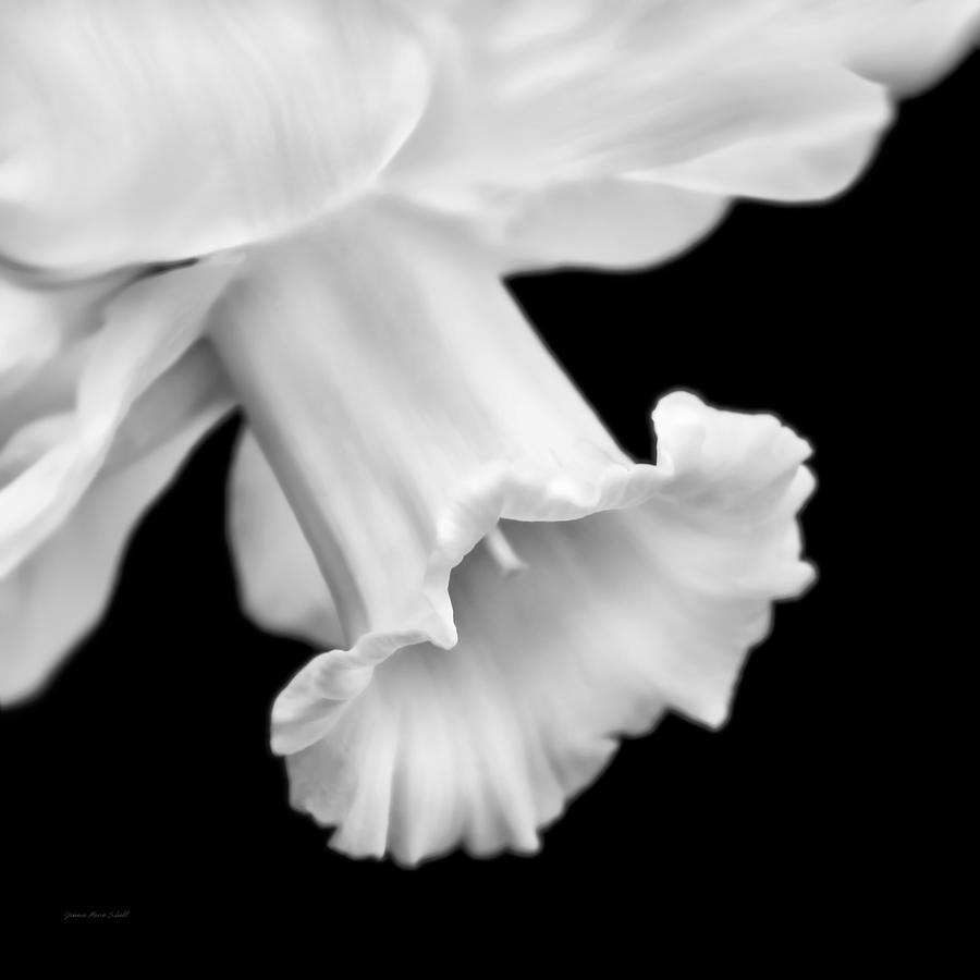 Spring Photograph - Daffodil Flower Macro Black and White by Jennie Marie Schell