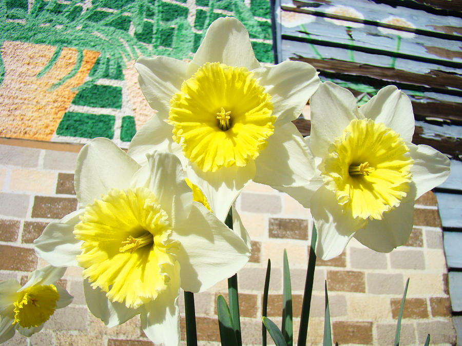 Daffodil Flower Nature Art Prints Spring Photograph
