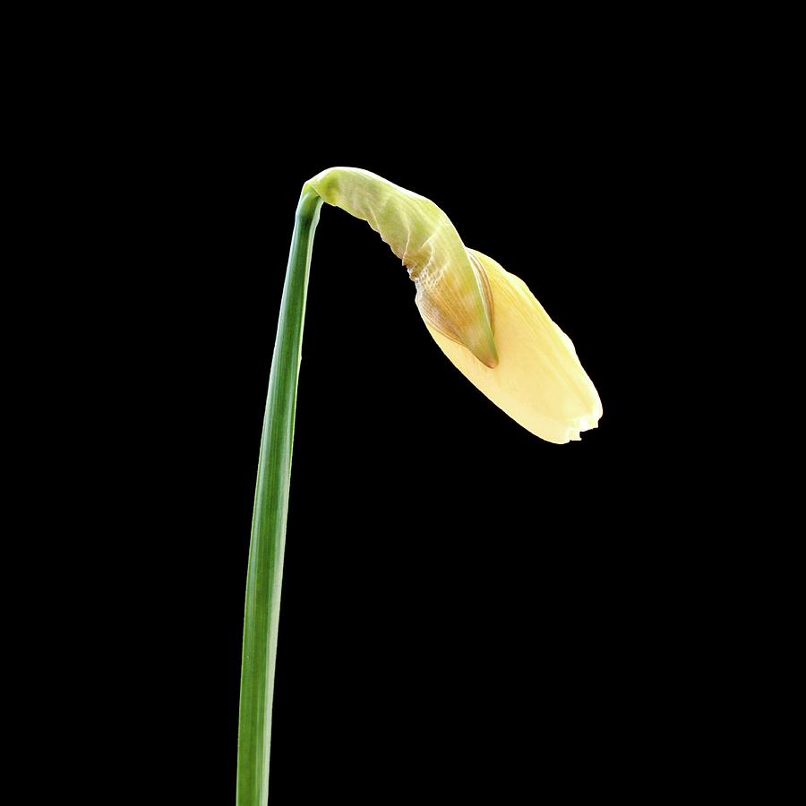 Flower Photograph - Daffodil Flower Opening (1 Of 6) by Bjorn Svensson/science Photo Library