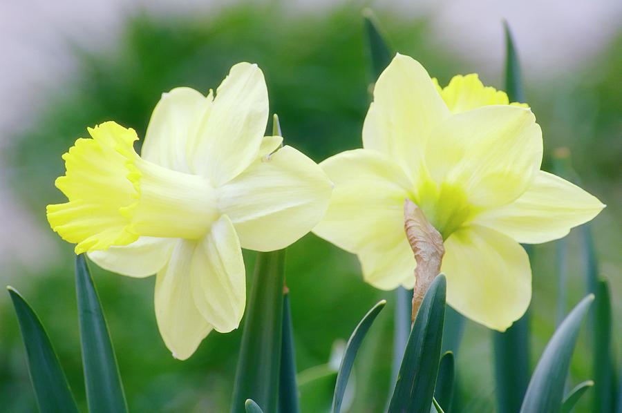 Daffodil Flowers (narcissus Sp.) Photograph by Maria Mosolova/science ...
