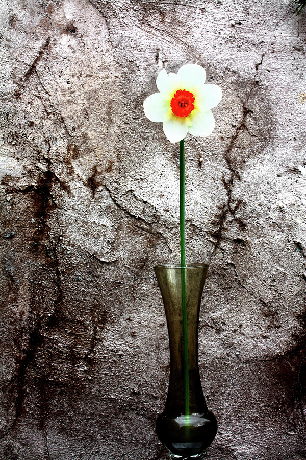 Daffodil Photograph by Gray  Artus