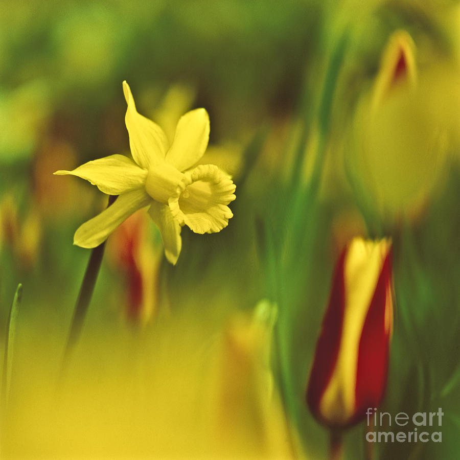 Daffodil Photograph by Heiko Koehrer-Wagner