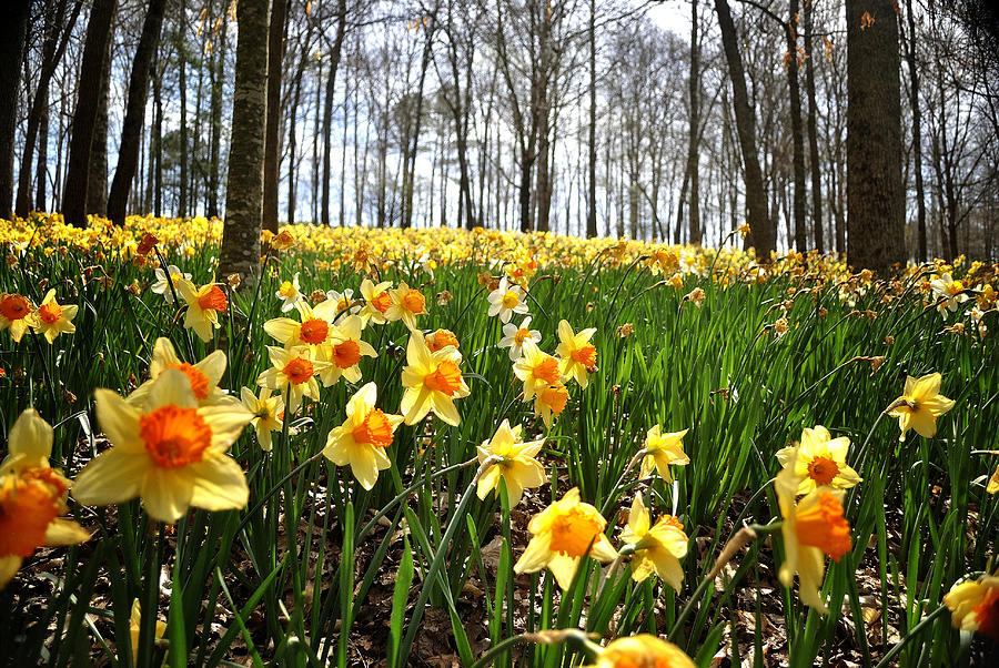 Daffodil Hill Photograph by George Taylor
