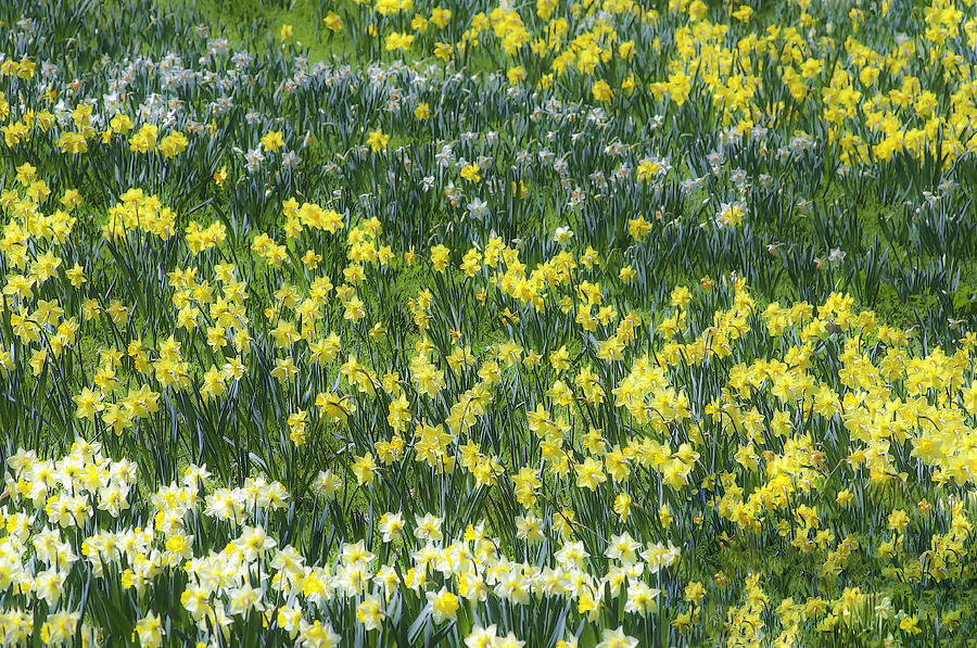 Daffodil Hill Photograph by Sherri Meyer