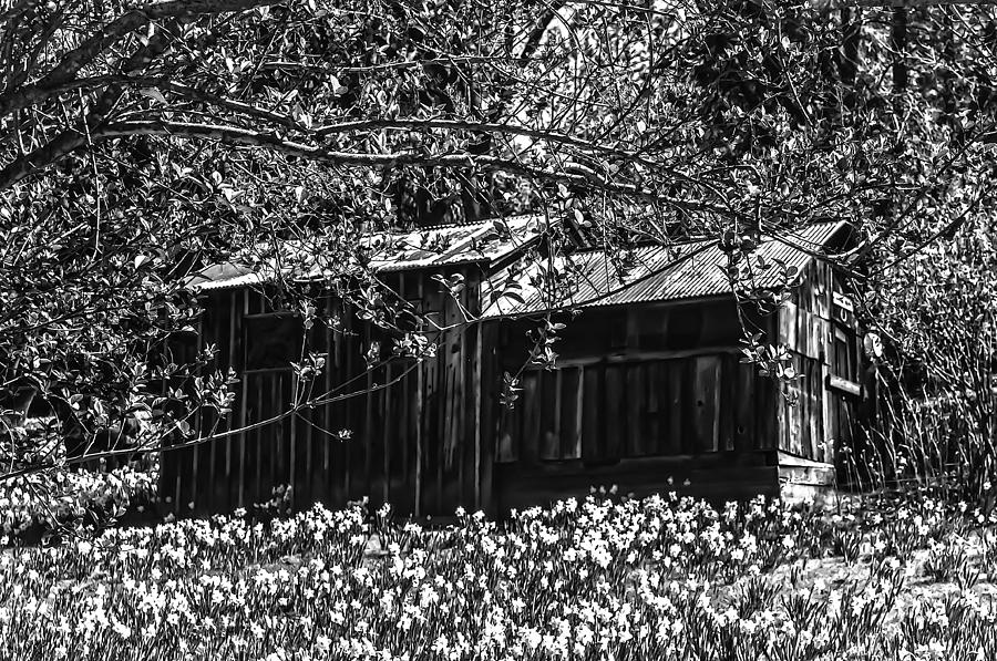 Daffodil Hill Summer Cabin Photograph by Sherri Meyer