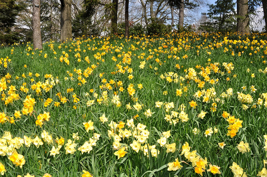 Daffodil Hill with yellow flowers in Brooklyn Botanic Garden Photograph by Diane Lent
