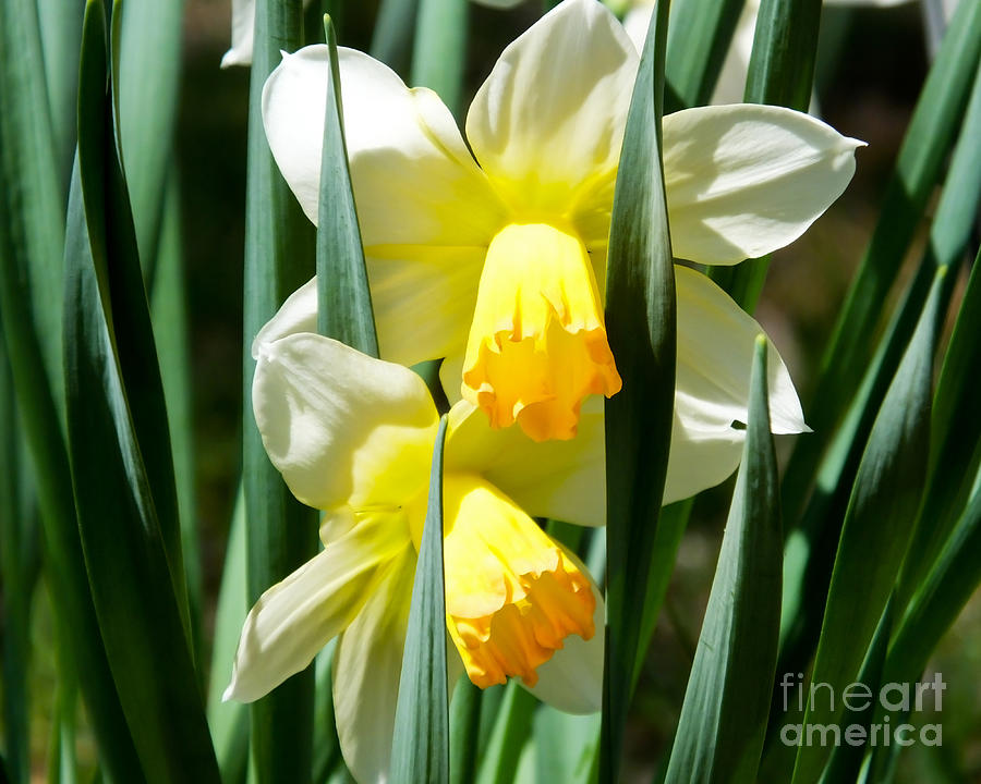 Daffodil Hug Photograph by Kristen Fox