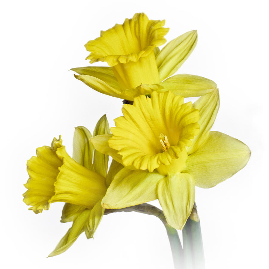Daffodil II Photograph by David and Carol Kelly